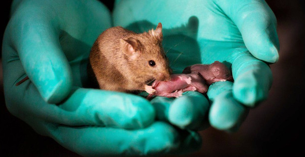 Same-sex mice have babies