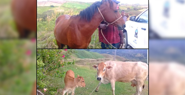 Man in custody after allegedly stealing livestock