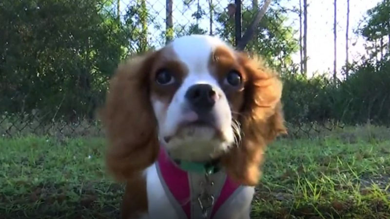 Florida man saves puppy from the jaws of an alligator