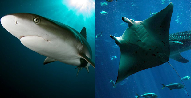 Fiji, Samoa and Palau pledge their commitment to protect sharks and rays