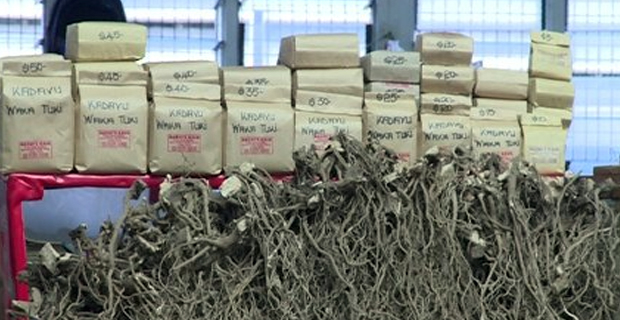 Australia now taking feedback on the proposal to increase quantity of kava taken from Fiji to Australia 