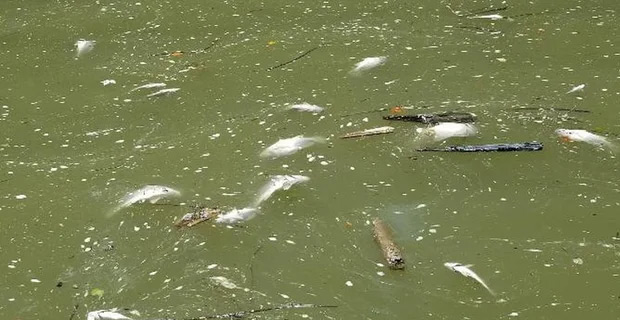 Thousands of fish dead after Kentucky distillery fire leads to alcohol contaminated water entering river and streams