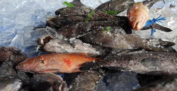 80% of our known Kawakawa and Donu breeding grounds are rapidly declining or have died out