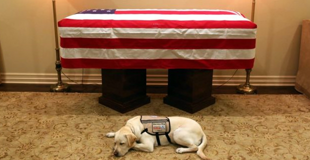 George H.W. Bush's service dog Sully lies by former president's coffin