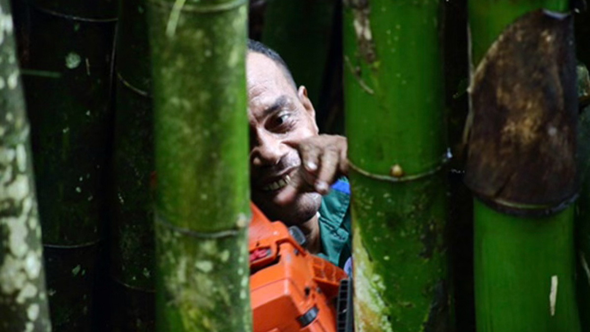 Could bamboo be our answer as the low-carbon and cyclone-resilient building material?