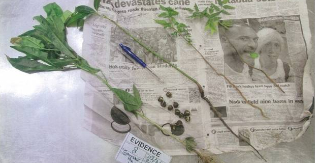 Fijian air passenger fined for attempting to take foreign plants and seeds into NZ