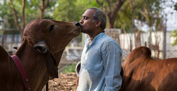 Stop kissing cows - Austrian Government