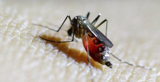 3 deaths and 3,197 confirmed dengue fever cases recorded so far this year