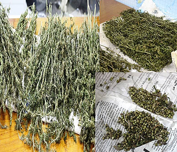 2 people in police custody in relation to separate drug incidents