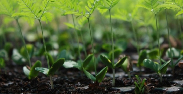 Benefits of tree planting initiative on Sadro 400 acres will go to landowners only - Ministry of Forestry