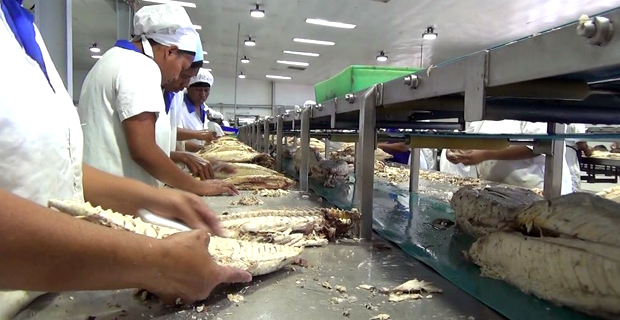 600 PAFCO staff working 4 days a week due to shortage in supply of albacore tuna