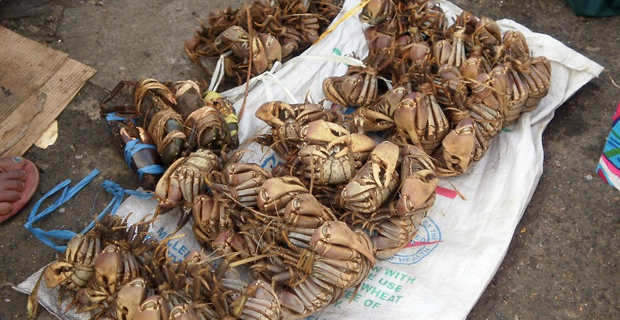 Ministry of Fisheries continue to confiscate undersized crabs