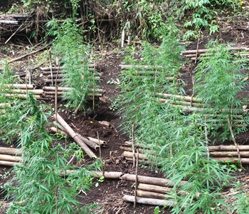 8 people to be produced in court today for alleged involvement in cultivation of marijuana