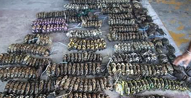 Ministry of Fisheries confiscates 483 undersized crabs from Suva and Nausori Markets