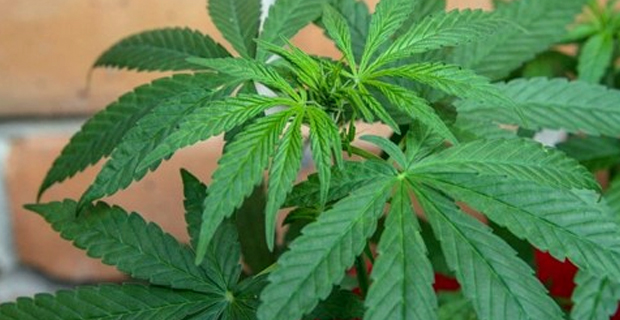 NZ to hold vote on recreational cannabis