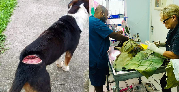 Another barbaric attack on a dog