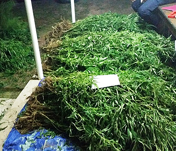 3 more arrested for alleged involvement in cultivation of marijauana