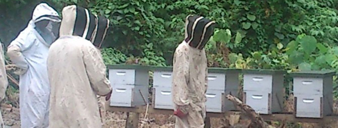 First honey harvest in Dreketi and Seaqaqa expected to start in September
