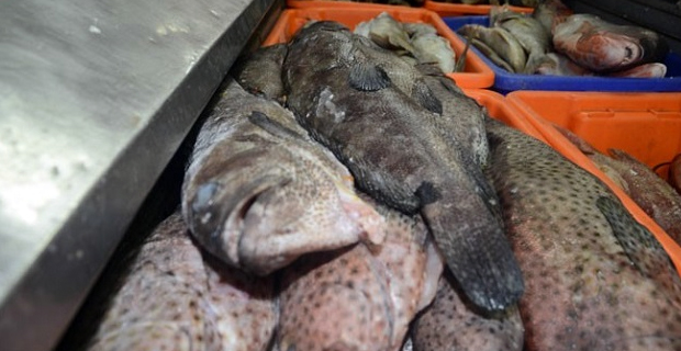 Ministry of Fisheries to issue fines to those violating the seasonal ban of Kawakawa