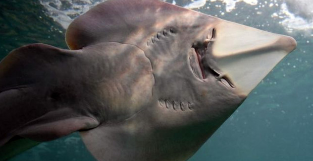 Countries agree to strengthen protections for 18 threatened species of sharks and rays