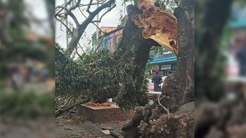 Market vendor dies after tree branch fall outside Suva Market