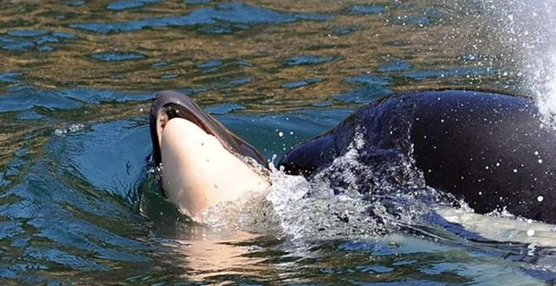 Killer whale still carrying dead calf for more than two weeks