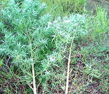 Chiefs do not have legal authority to exile villagers