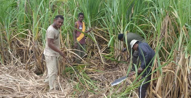 60 mechanical cane harvesters expected to be utilized this cane crushing season