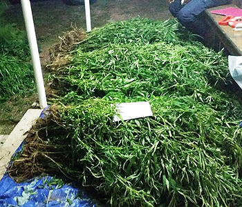754 plants believed to be marijuana uprooted in Kadavu