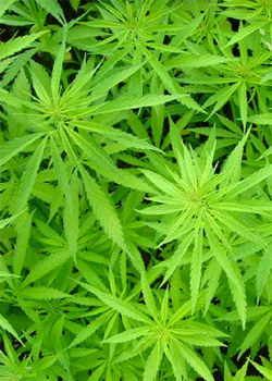 Natewa tikina raises issue of marijuana planting