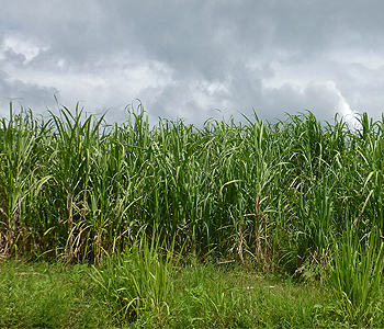 109 cane farmers compensated by Yaqara Pastoral Company