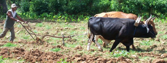 Ministry encourage farmers to form cluster groups for more agricultural products