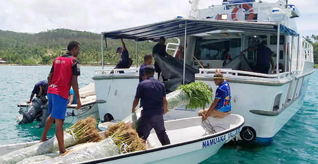 More than 2,000 plants believed to be marijuana uprooted from various farms in Kadavu