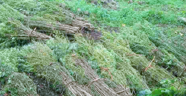 Man charged with unlawful cultivation of illicit drugs granted bail