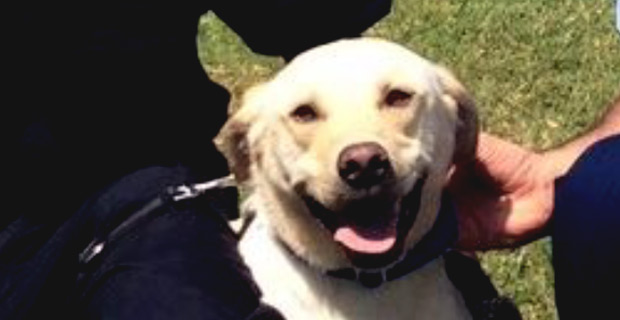 K9 Eto farewelled by comrades