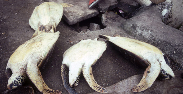 Three people fined by Ministry of Fisheries for harvesting sea-turtles 