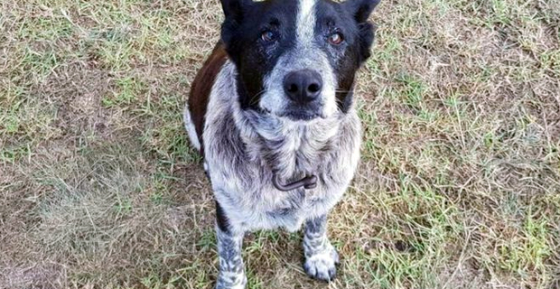  Dog praised for staying with girl lost in bush land for 16 hours