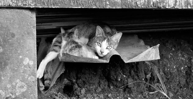 Animals Fiji urges animal owners to take responsibility of protecting their animals