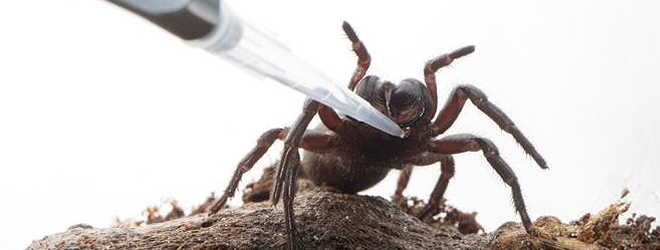 Spider venom - Can it really help stroke victims?