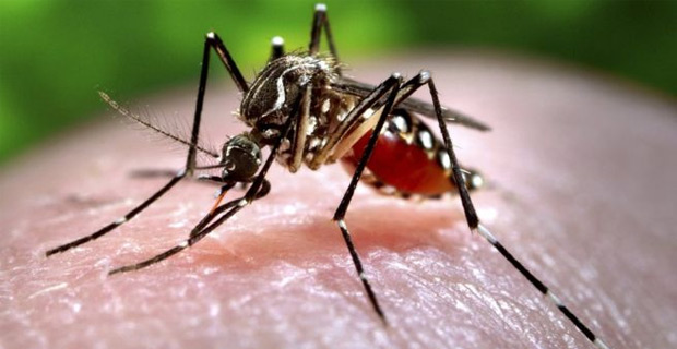 Health Ministry confident in dengue preventing wolbachia program after 9 deaths last year