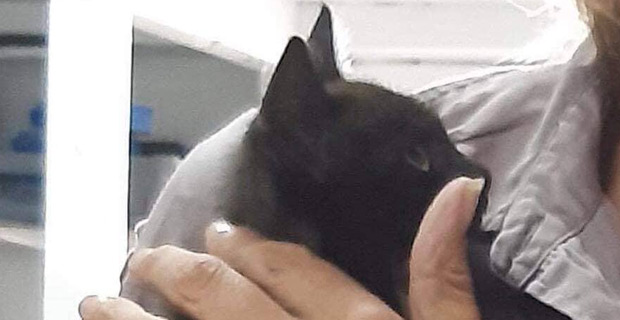 Boy who threw kitten in video to undergo community service and also make donation to Animals Fiji