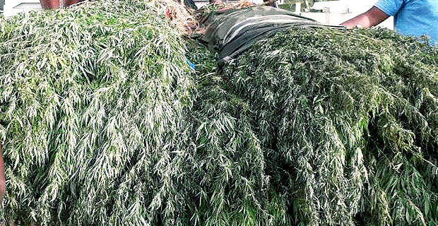 Over a thousand alleged marijuana plants uprooted in Kadavu drug raid