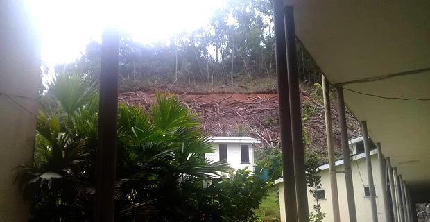 Landowners have no issues with mahogany trees around ACS being cut down