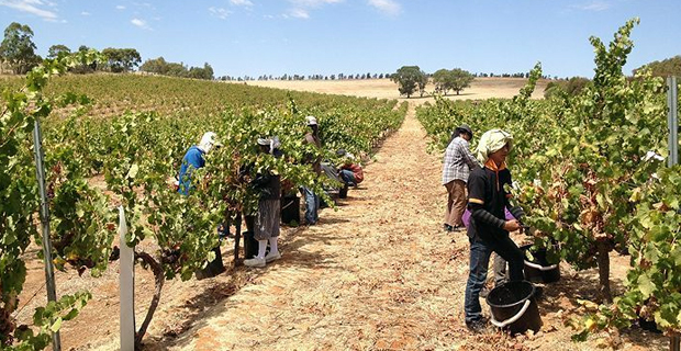 Seasonal workers return to NZ under the Recognized Seasonal Employer Work Scheme