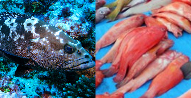 Fisheries ministry issues penalty notices to fisherman and others caught breaching Kawakawa and Donu ban