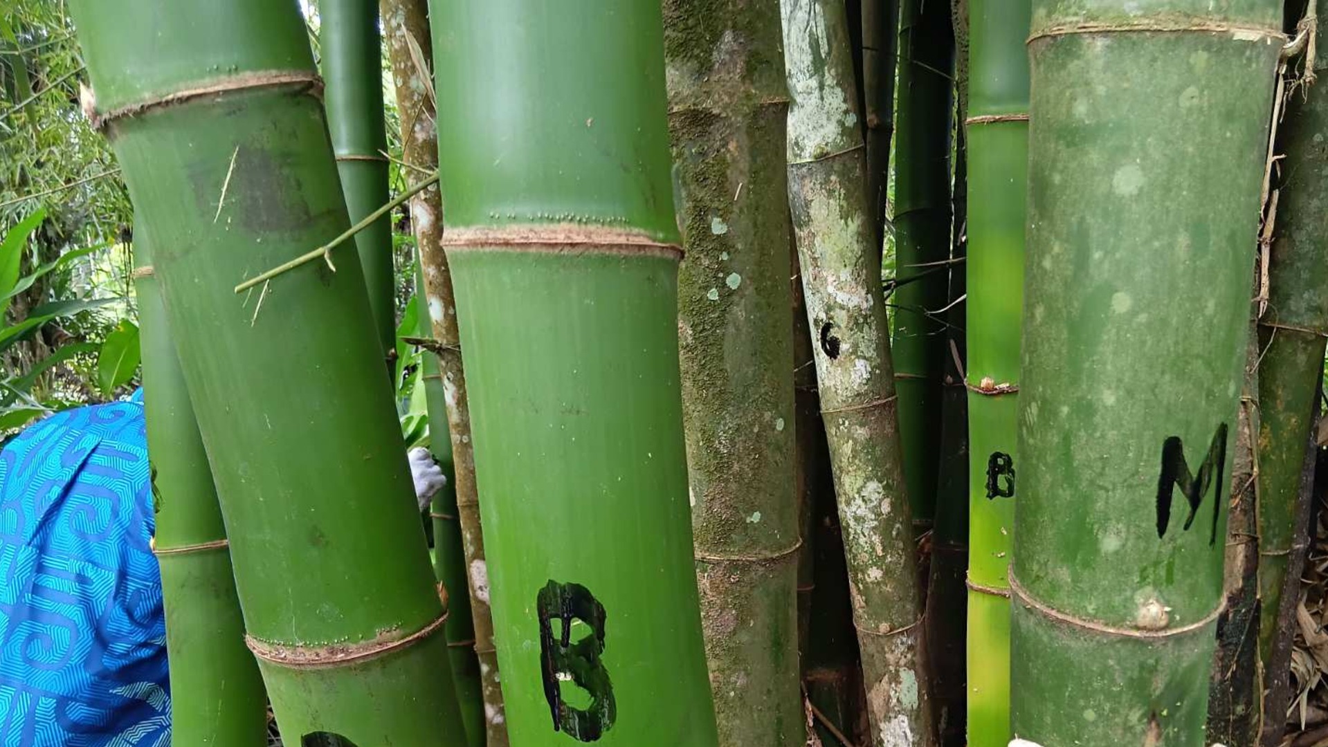 Bamboo emerging as sustainable solution for Fiji’s future