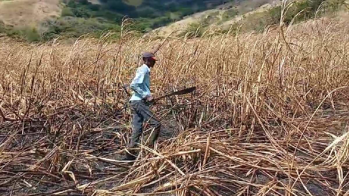 NFU raises concern over cane burning, Police say investigations will follow due process