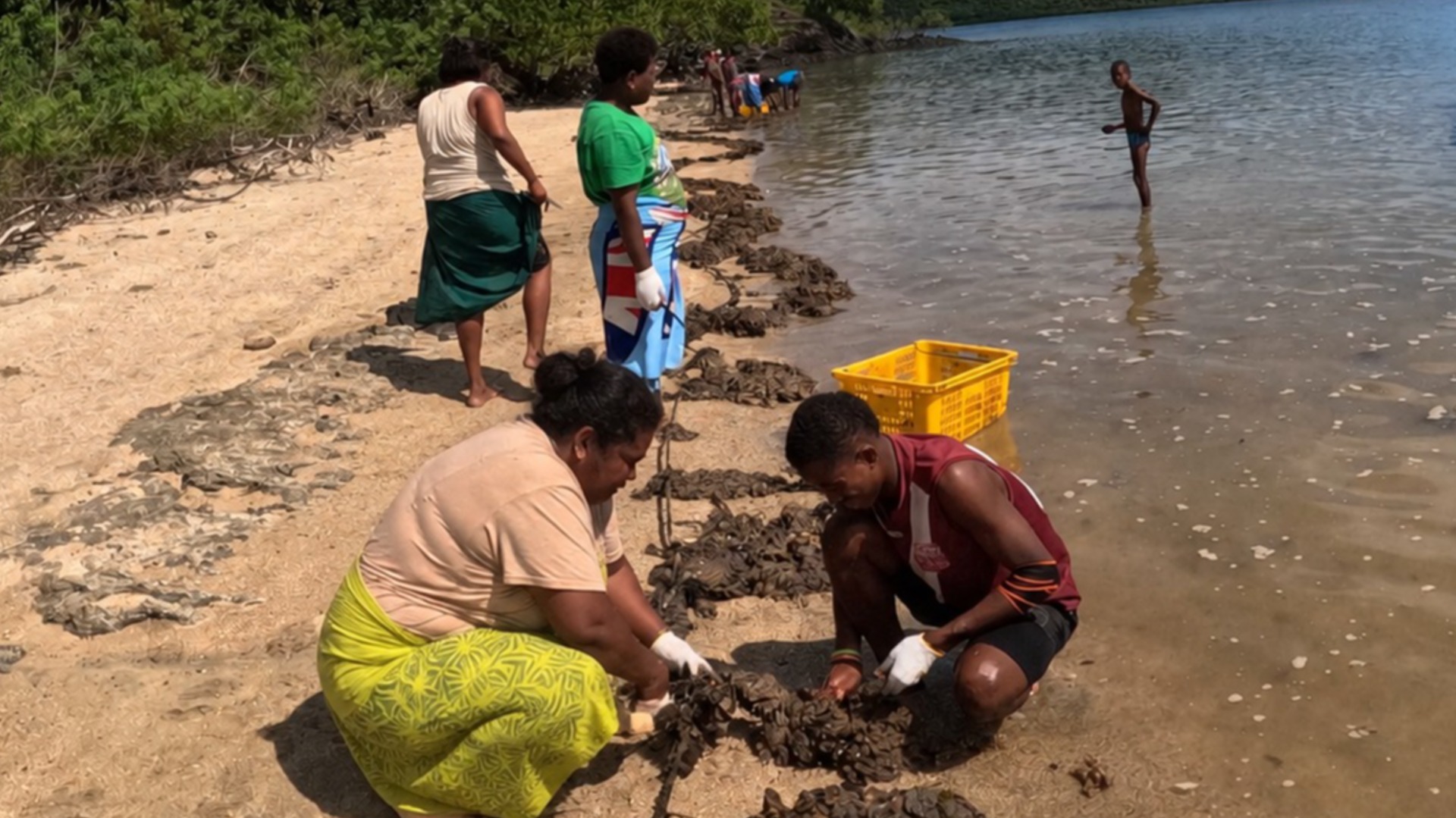 Pearl farming initiative in Bua records 405 juvenile oyster spats despite challenges