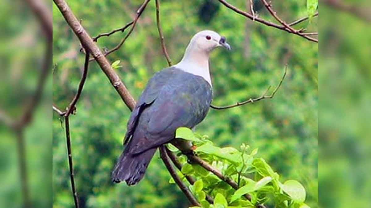 Pigeon shooting season cancelled