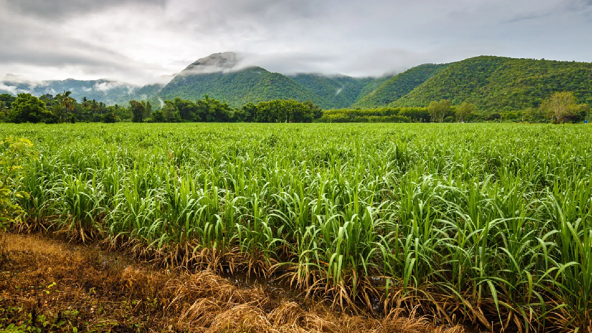 FSC confirms $42 per tonne delivery cane price for farmers